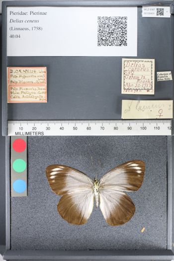 Media type: image;   Entomology 130431